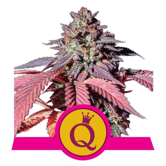 Purple Queen (RQS)