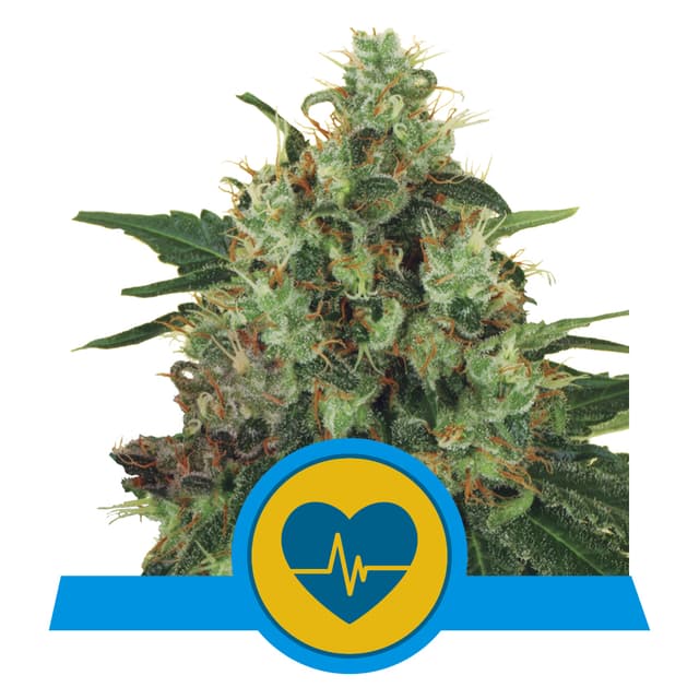 Medical Mass CBD (RQS)