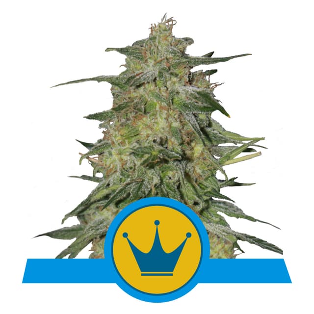 Royal Highness CBD (RQS)