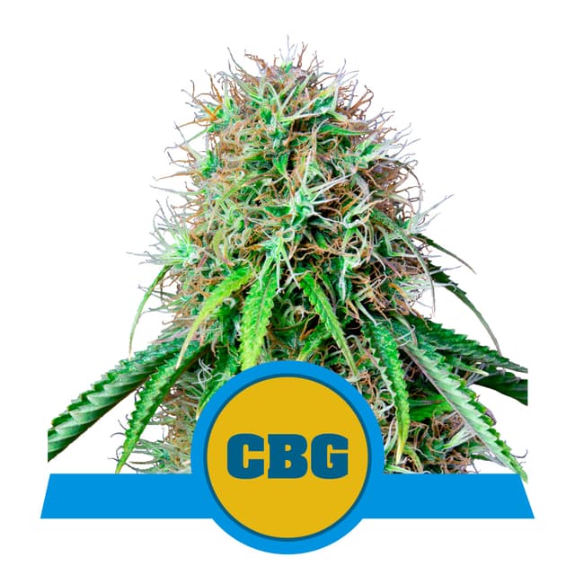 Royal CBG Automatic CBD (RQS)