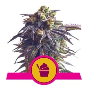 Sundae Driver (RQS)