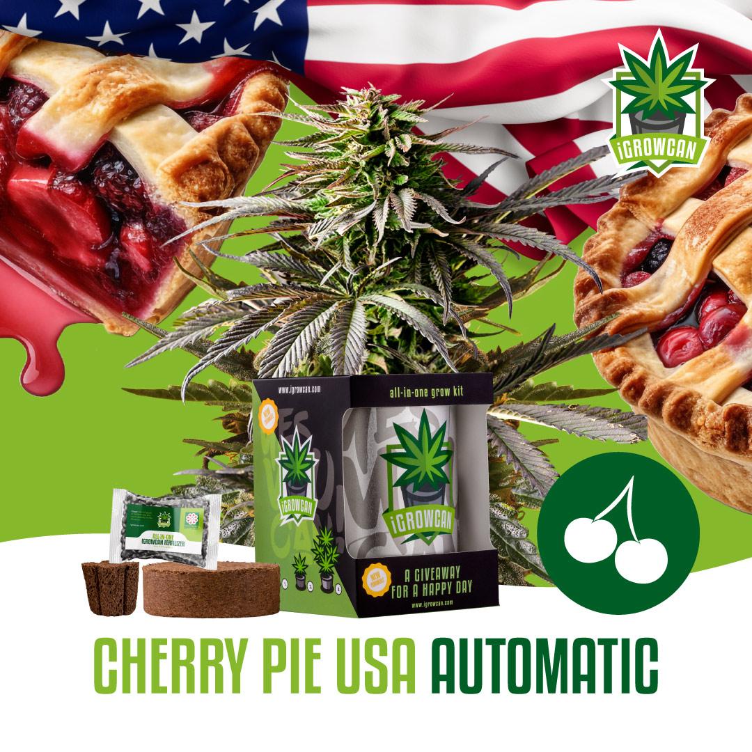 Cherry Pie USA (IGC)