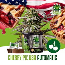 Cherry Pie USA (IGC)