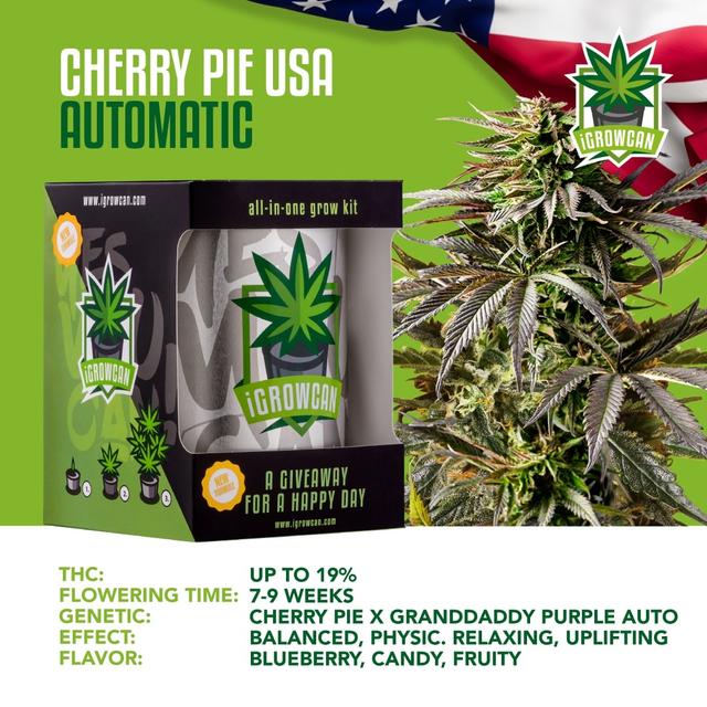 Cherry Pie USA (IGC)