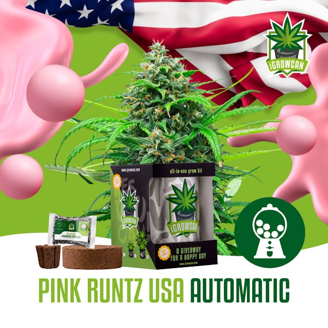 Pink Runtz USA (IGC)