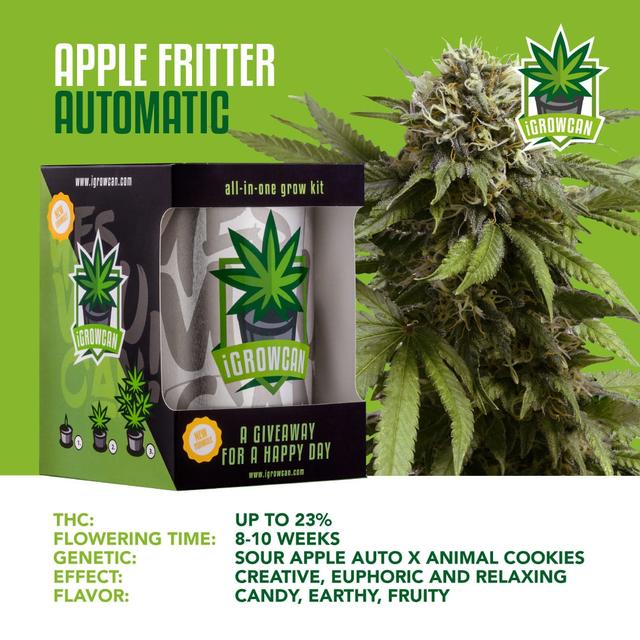 Apple Fritter Auto (IGC)