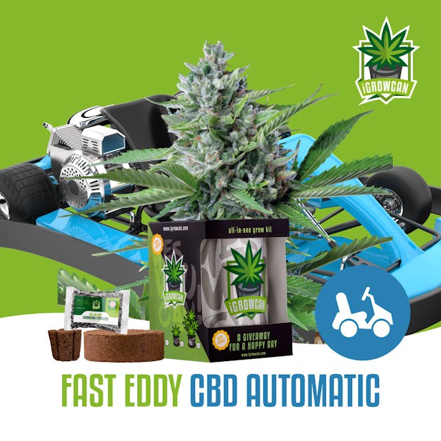 Fast Eddy - CBD Auto (IGC)