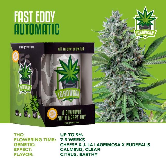 Fast Eddy - CBD Auto (IGC)