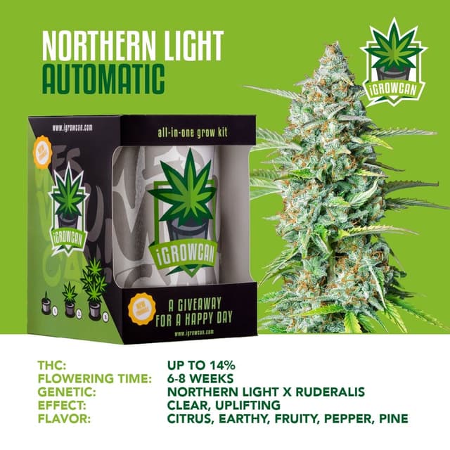 Northern Light Auto (IGC)