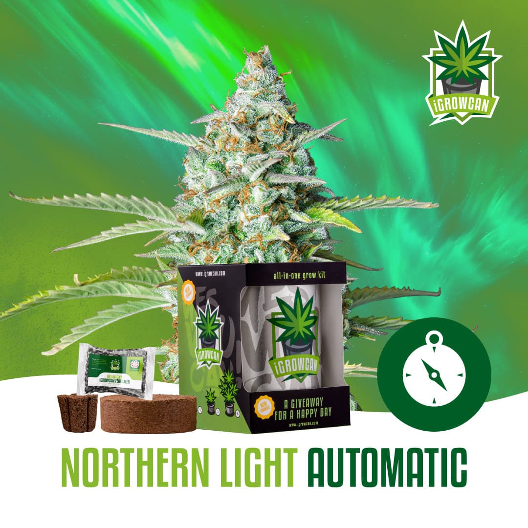 Northern Light Auto (IGC)