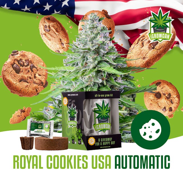 Royal Cookies Auto USA (IGC)