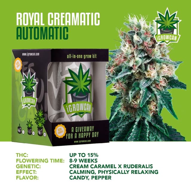 Royal Creamatic Auto (IGC)