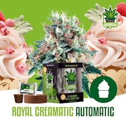 Royal Creamatic Auto (IGC)