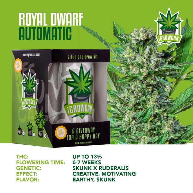 Royal Dwarf Auto (IGC)