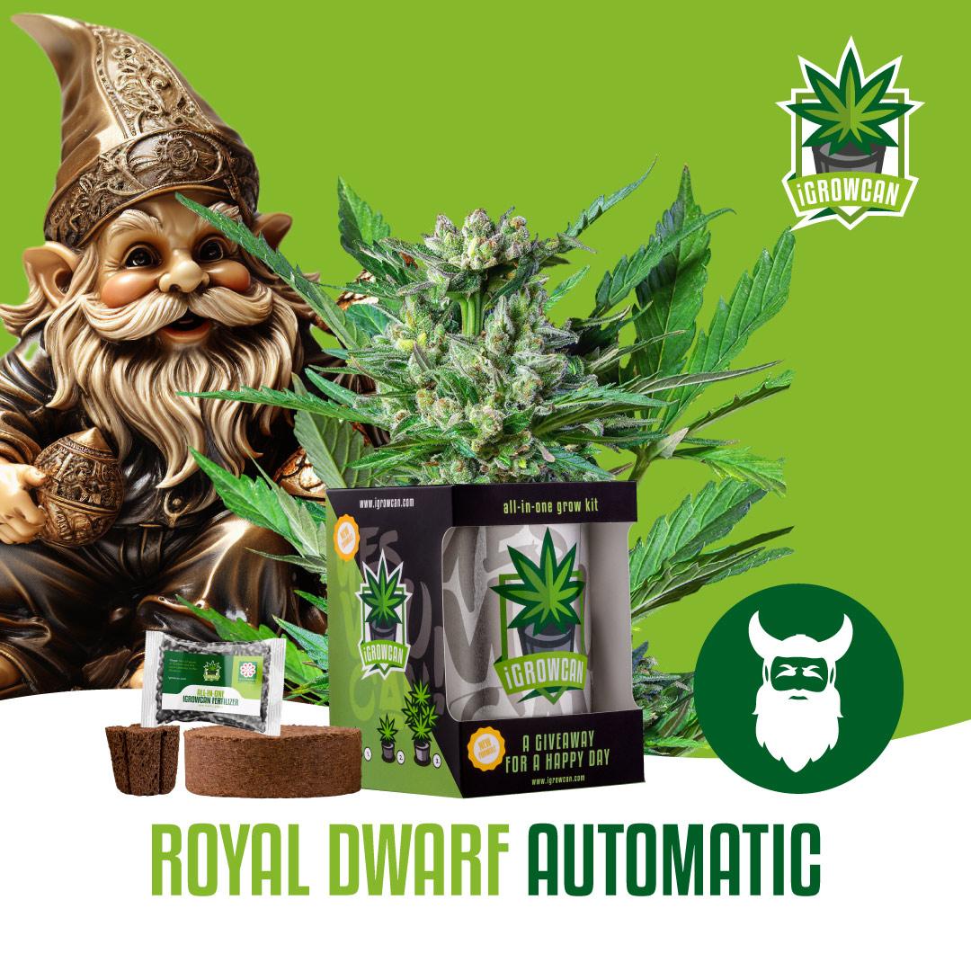 Royal Dwarf Auto (IGC)