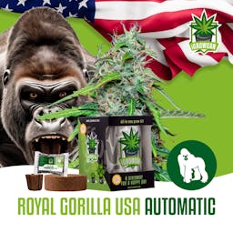 Royal Gorilla USA Auto (IGC)