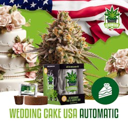 Wedding Cake USA Auto (IGC)