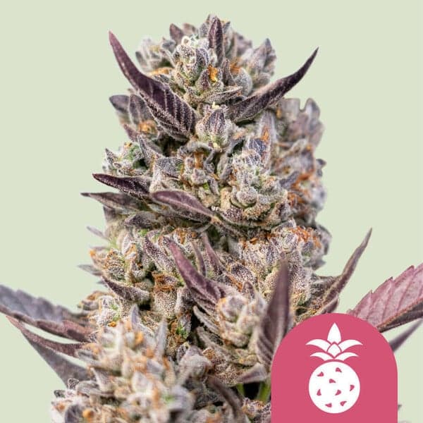 Tropicana Cookies Purple - Feminized (RQS)