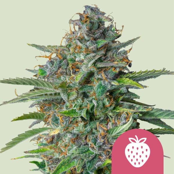 Strawberry Cough - Feminized (RQS)