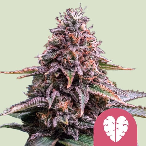 Pink Mist - Feminized (RQS)