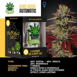 King Kush Auto (IGC)