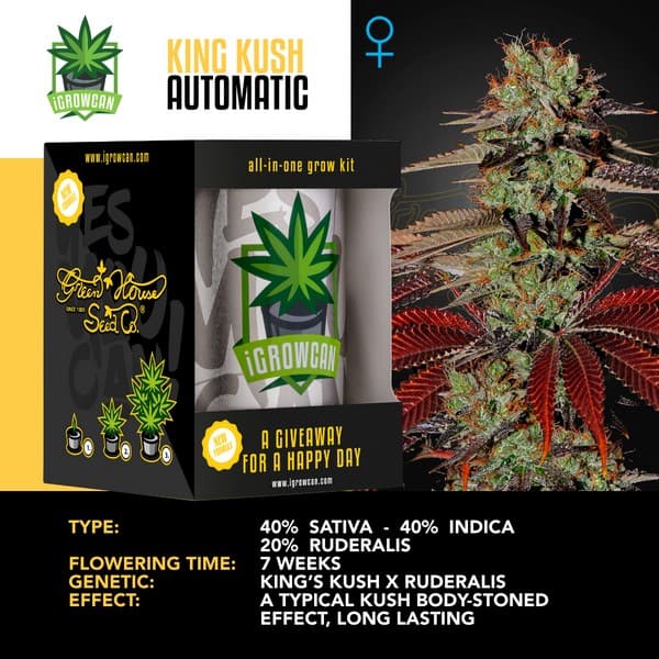 King Kush Auto (IGC)