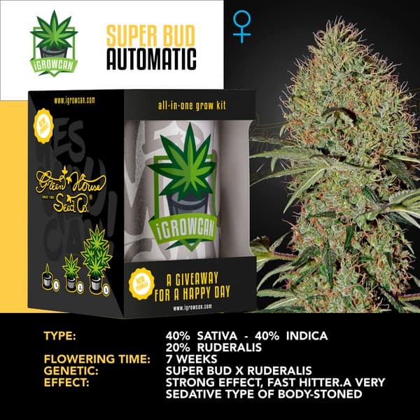 Super Bud Auto (IGC)