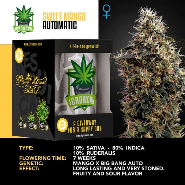 Sweet Mango Auto (IGC)