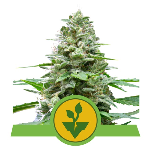 Easy Bud (RQS)