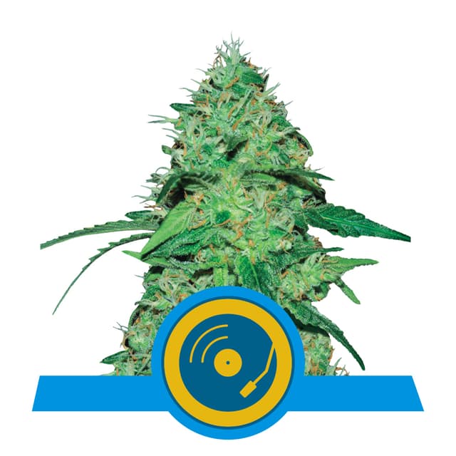 Joanne's CBD (RQS)