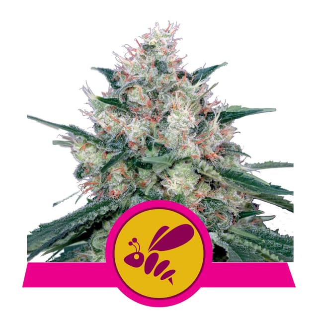 Honey Cream - Fast Flowering (RQS)