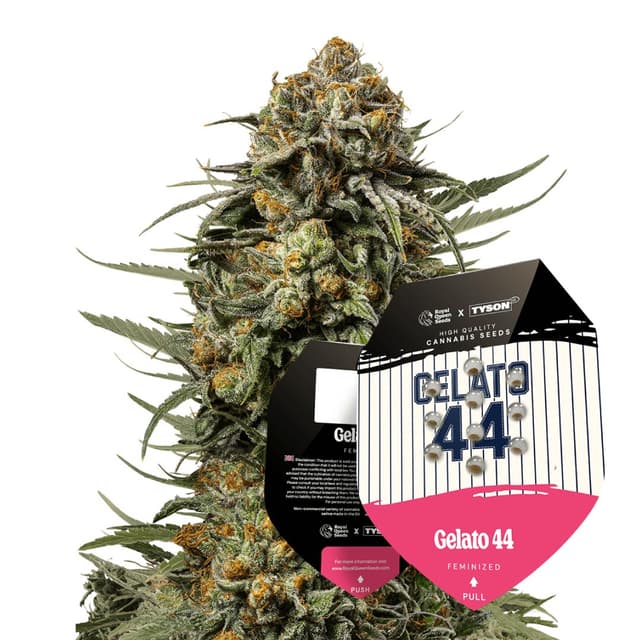 Gelato 44 Feminized (Tyson x RQS)