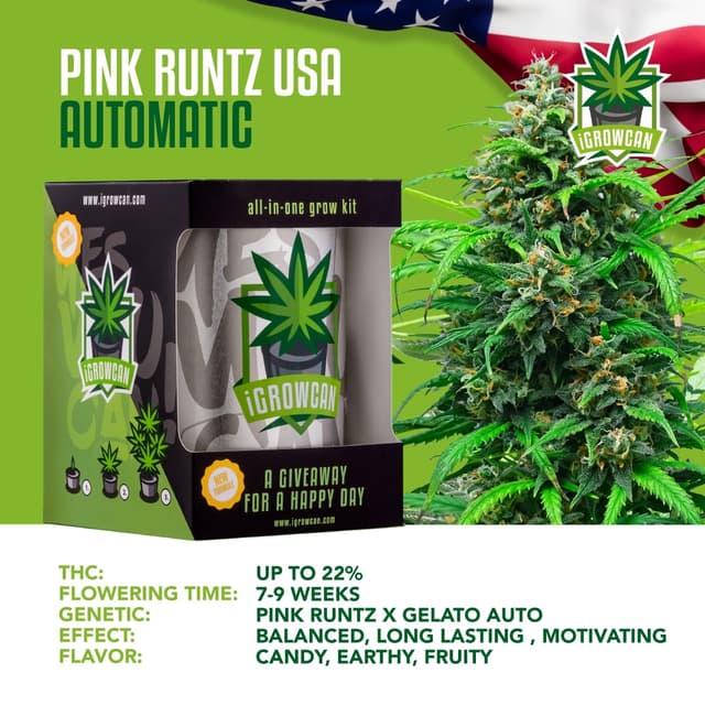 Pink Runtz USA (IGC)