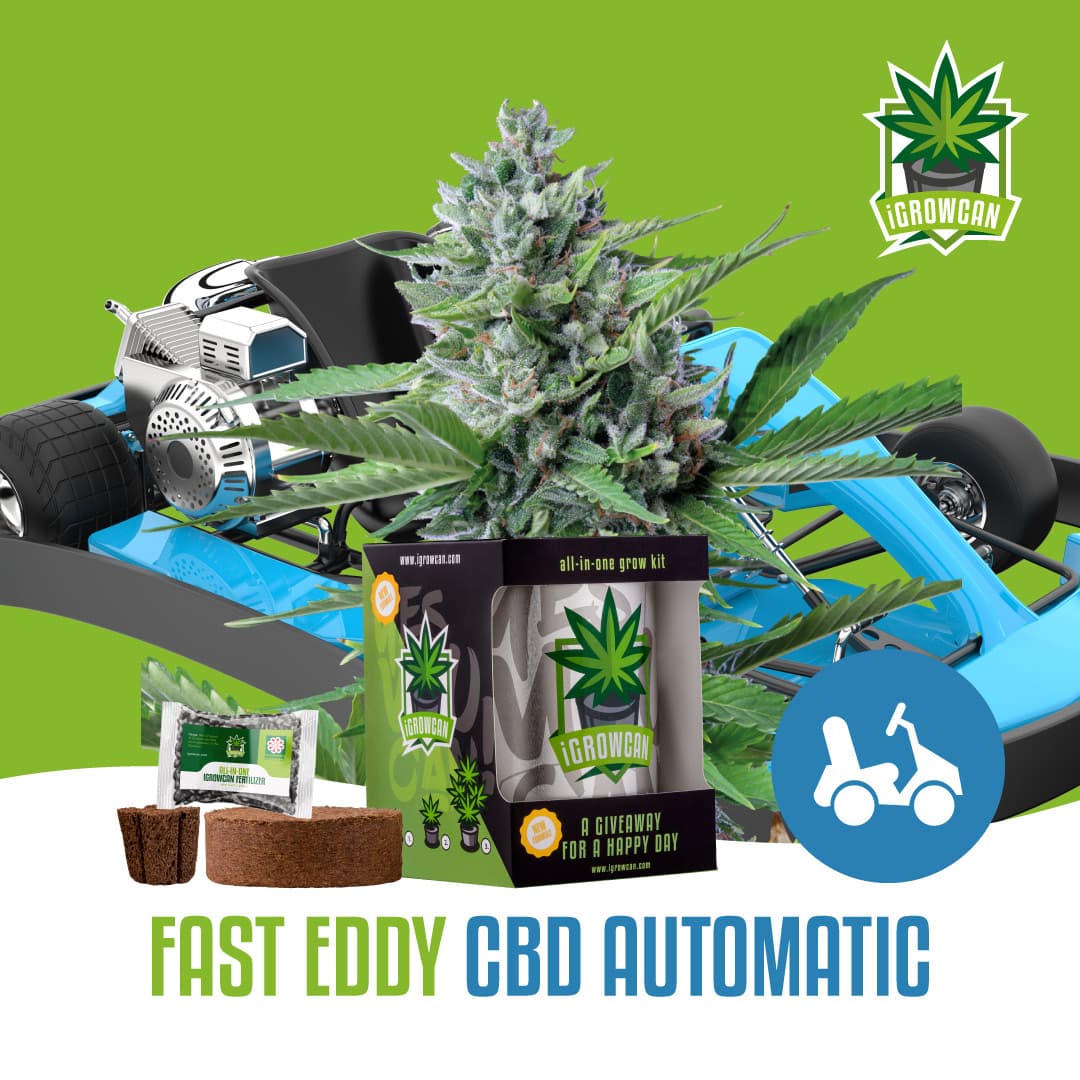 Fast Eddy - CBD Auto (IGC)