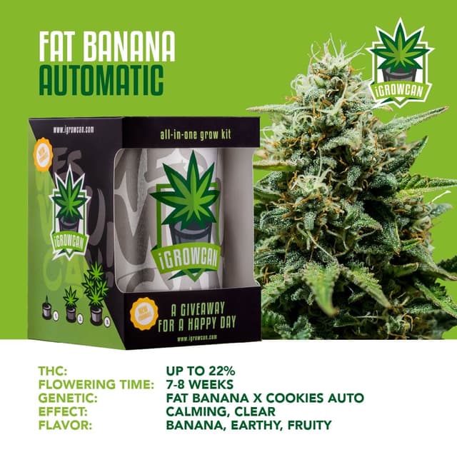 Fat Banana USA Auto (IGC)