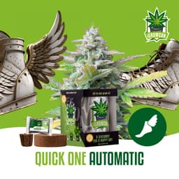 Quick One Automatic (IGC)