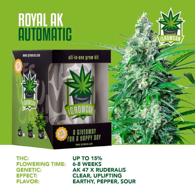 Royal AK Auto (IGC)