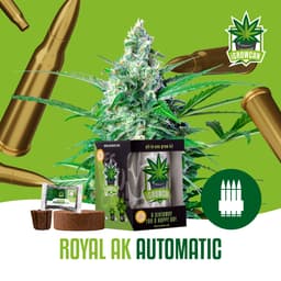 Royal AK Auto (IGC)