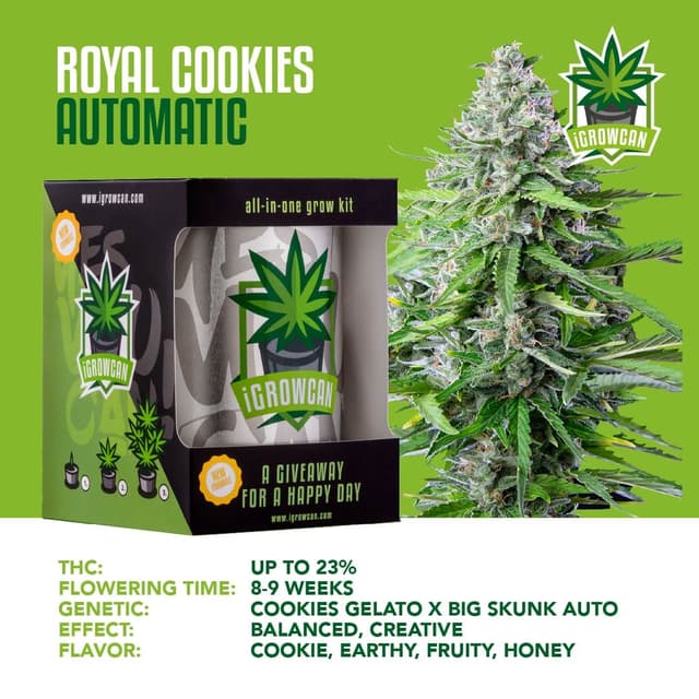 Royal Cookies Auto USA (IGC)