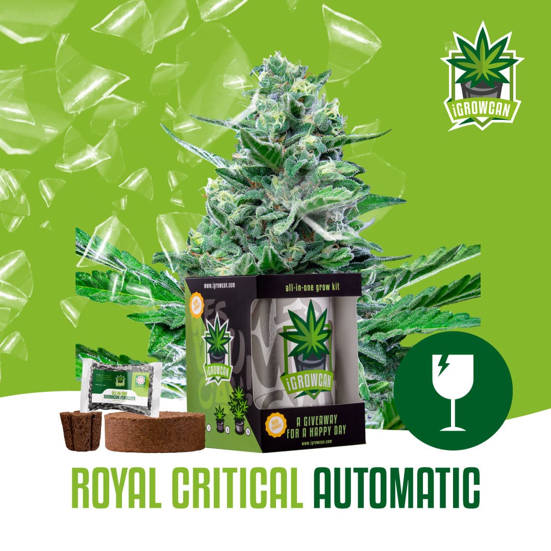 Royal Critical Auto (IGC)