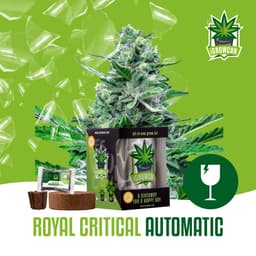 Royal Critical Auto (IGC)