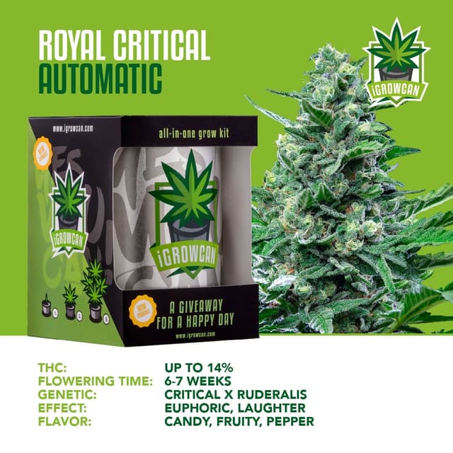 Royal Critical Auto (IGC)