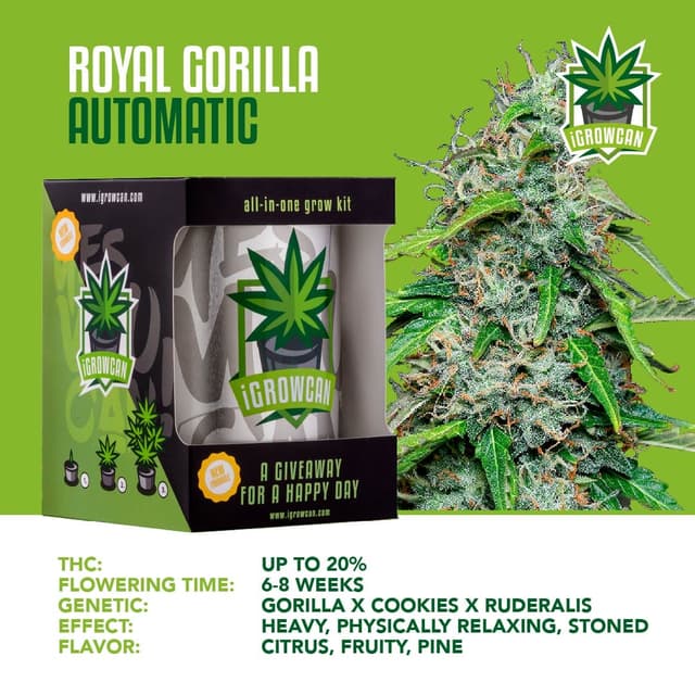 Royal Gorilla USA Auto (IGC)