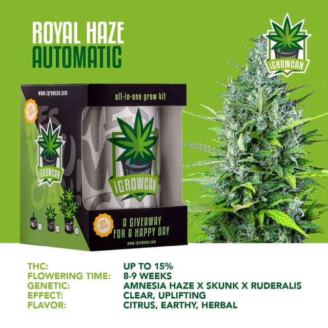 Royal Haze Auto (IGC)