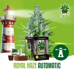 Royal Haze Auto (IGC)