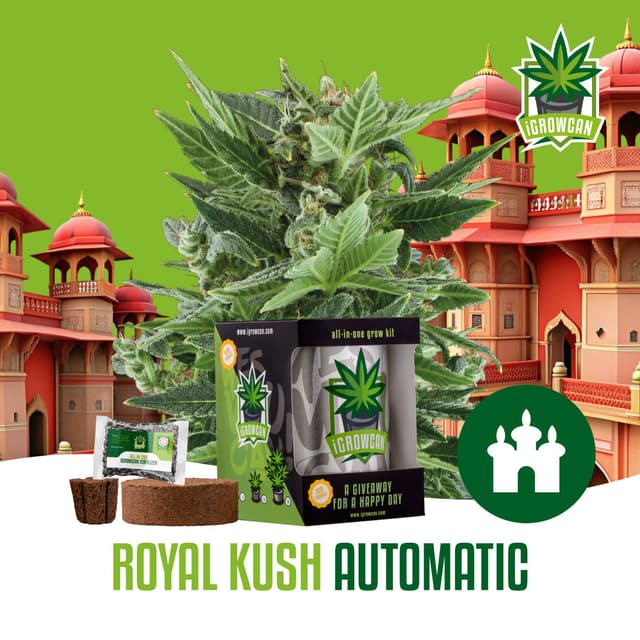 Royal Kush Auto (IGC)