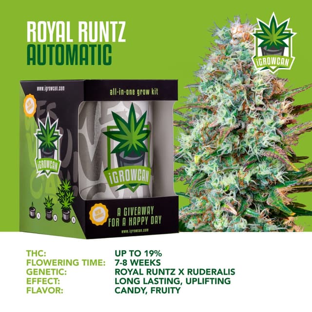 Royal Runtz USA Auto (IGC)
