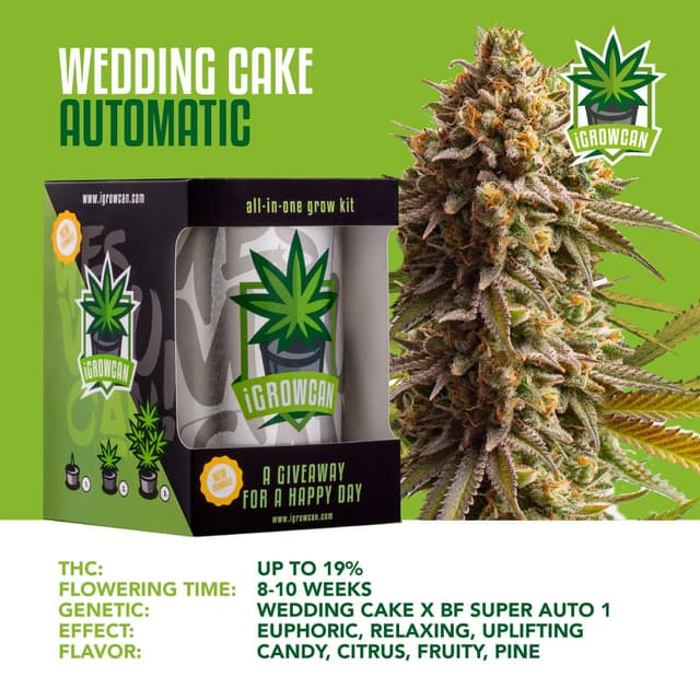 Wedding Cake USA Auto (IGC)