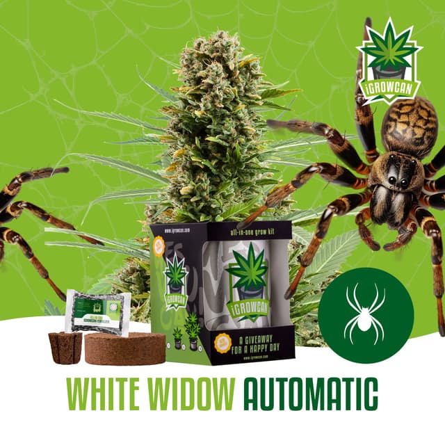 White Widow Auto (IGC)