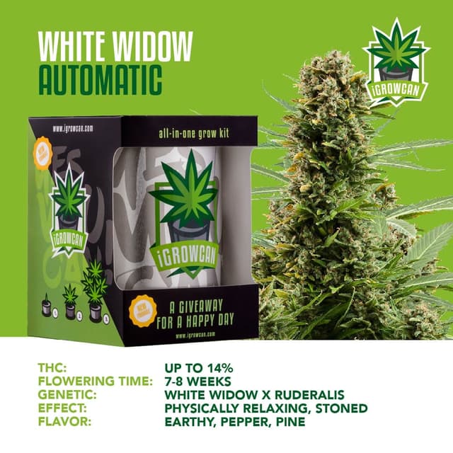 White Widow Auto (IGC)